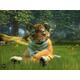 Kinectimals (Kinect)